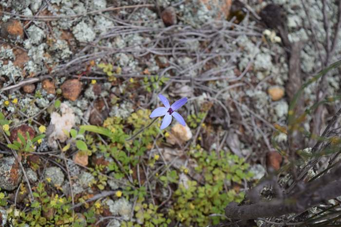 Cyanicula - Orchid-blue-fairy-2-Orchid-Ridge-Sep-2018p0010.JPG